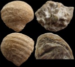 Gigantoproductus