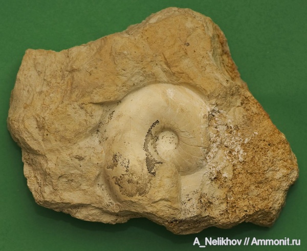 Domatoceras