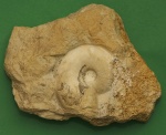 Domatoceras