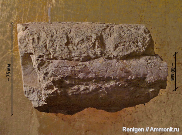 эндоцерасы, Endoceras, Endocerida, Ordovician