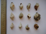 Neptunea