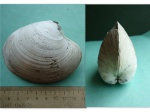 Cyprina sp.