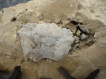 Краб Coeloma 2