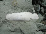 Cultellus