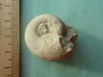 Брюхоногий моллюск из рода Sinuitidae (?)
