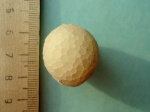 Морской пузырь Echinosphaerites aurantium infra