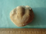 Трилобит Illaenus sp.