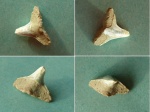 Squatina sp.