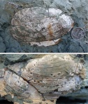Psammotaea (?)