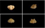 Asaphus cornutus PANDER 1830
