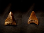Carcharodon megalodon