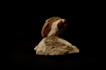 Illaenus dalmani VOLBORTH 1863