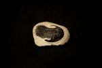 Hollardops merocristata