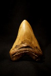 Carcharodon megalodon