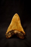 Carcharodon megalodon