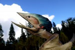 Tupuxuara