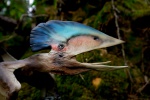 Tupuxuara