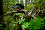 Tupuxuara