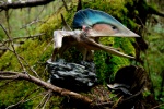 Tupuxuara