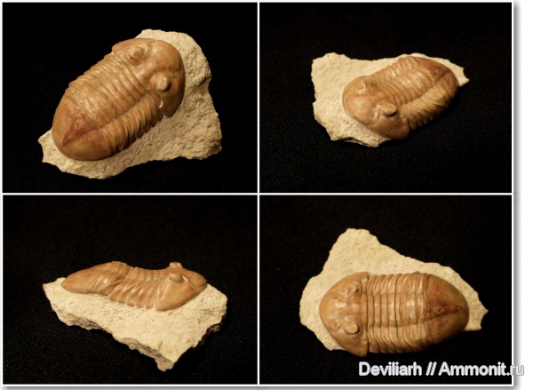 трилобиты, ордовик, Asaphus, членистоногие, Asaphus plautini, Ordovician