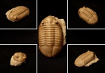 Asaphus lepidurus NIESZKOWSKY 1859
