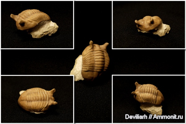 трилобиты, ордовик, Asaphus, членистоногие, Asaphus punctatus, Ordovician