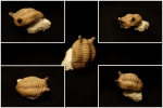 Asaphus punctatus LESSNIKOVA 1949