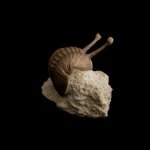 Asaphus kowalewskii LAWROW 1856