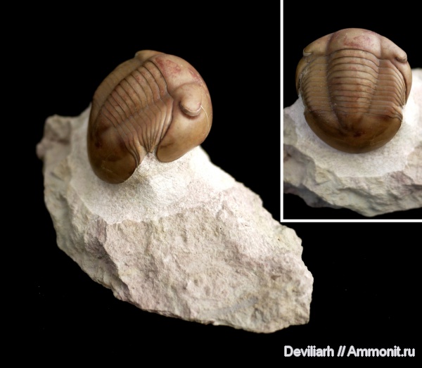 трилобиты, Illaenus, членистоногие, Illaenus sinuatus