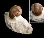 Illaenus sinuatus HOLM 1886