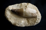 Prognathodon sp.