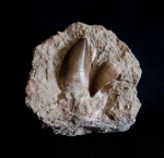 Mosasaurus beaugei