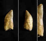 Carcharodontosaurus (saharicus?)
