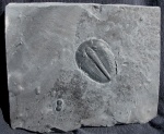 Elrathia kingii & Peronopsis interstrictus