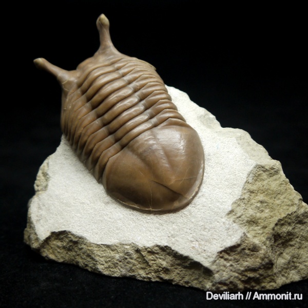 трилобиты, Asaphus, Asaphus intermedius