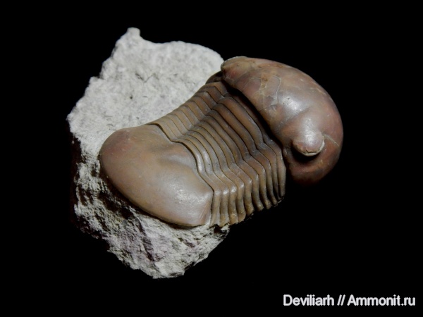 трилобиты, ордовик, Illaenus, членистоногие, Illaenus oculosus, Ordovician