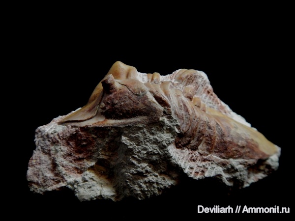 трилобиты, ордовик, членистоногие, Rhinoferus, Ordovician