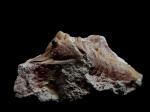 Rhinoferus sp.