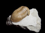 Illaenus oblongatus ANGELIN 1854