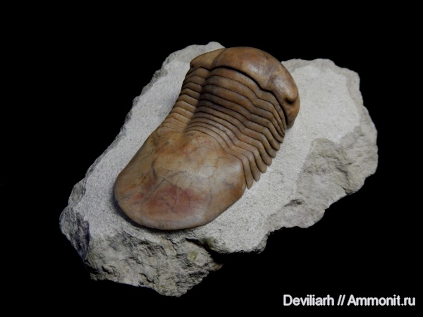 трилобиты, ордовик, Illaenus, Illaenus atavus, Ordovician