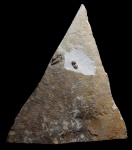 Delgadella lenaica Toll 1899