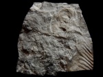 Phitophilaspis pergamena IVANTSOV 1999