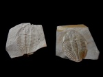 Ogyginus corndensis MURCHISON1839