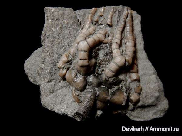 морские лилии, карбон, Cyathocrinites, Cyathocrinites multibrachiatus