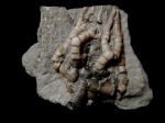 Cyathocrinites multibrachiatus LYON & CASSEDAY 1859