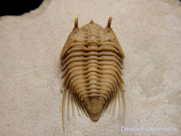 трилобиты, ордовик, членистоногие, Cybele, Cybele woehrmanni, Ordovician