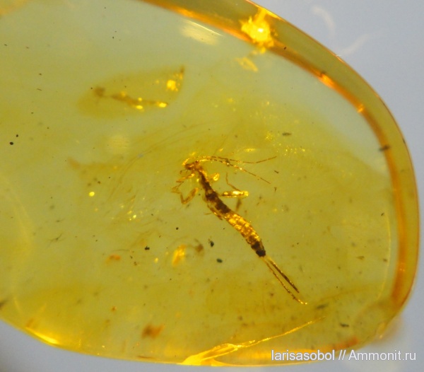 палеоген, Insecta, Arthropoda, Tracheata, Hexapoda, Ectognatha, Pterygota, Dermapteroidea, частная коллекция, Dermaptera