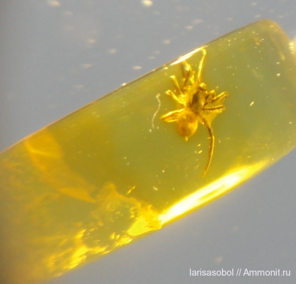 палеоген, Arthropoda, частная коллекция, Chelicerata, Arachnida, Araneae, Araneomorphae
