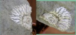 Аммонит (половина)
