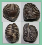 Брахиопода  Rhynchonellida